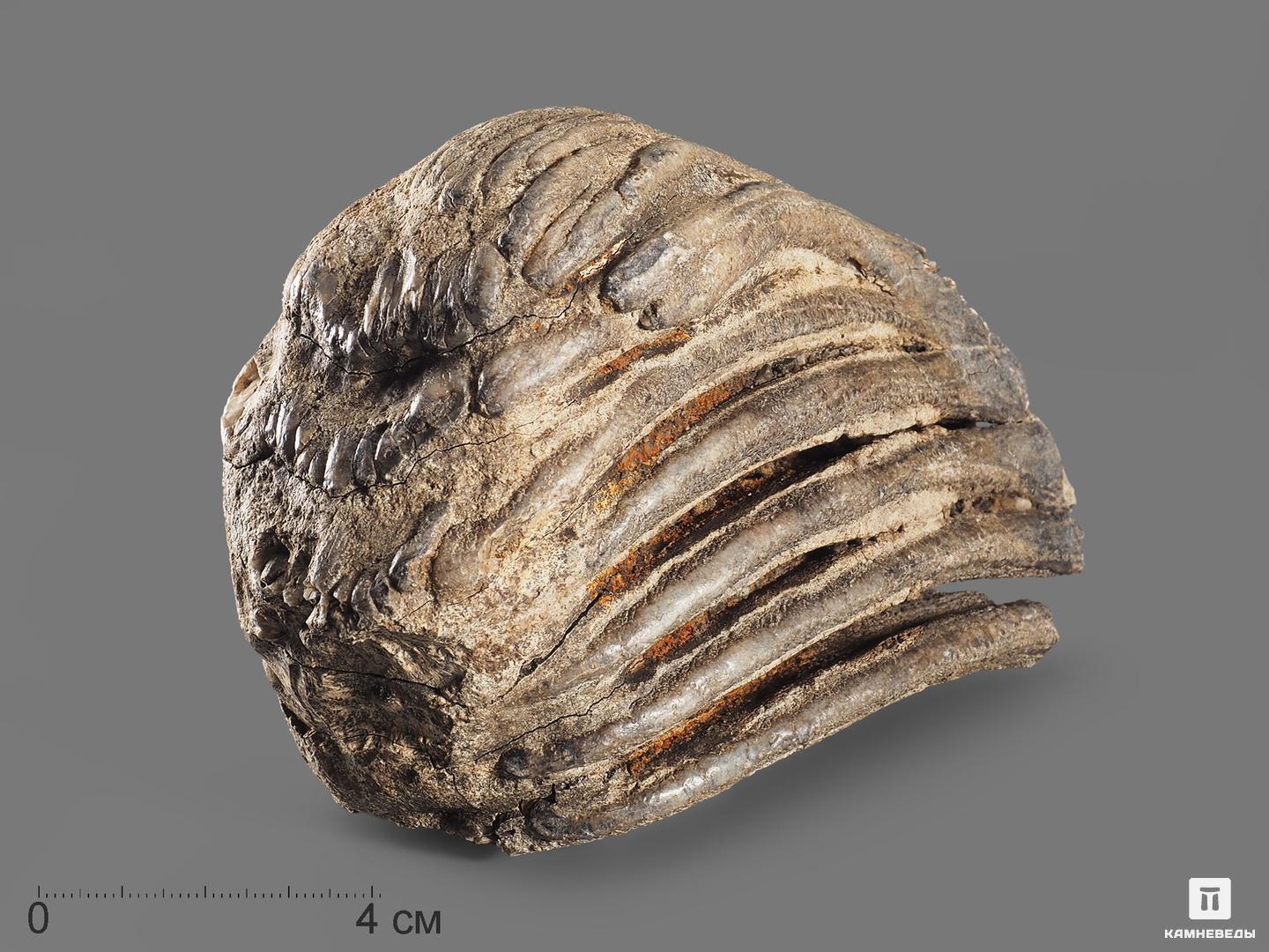 Зуб мамонта, 13х9,3х6,4 см бивень шерстистого мамонта mammuthus primigenius