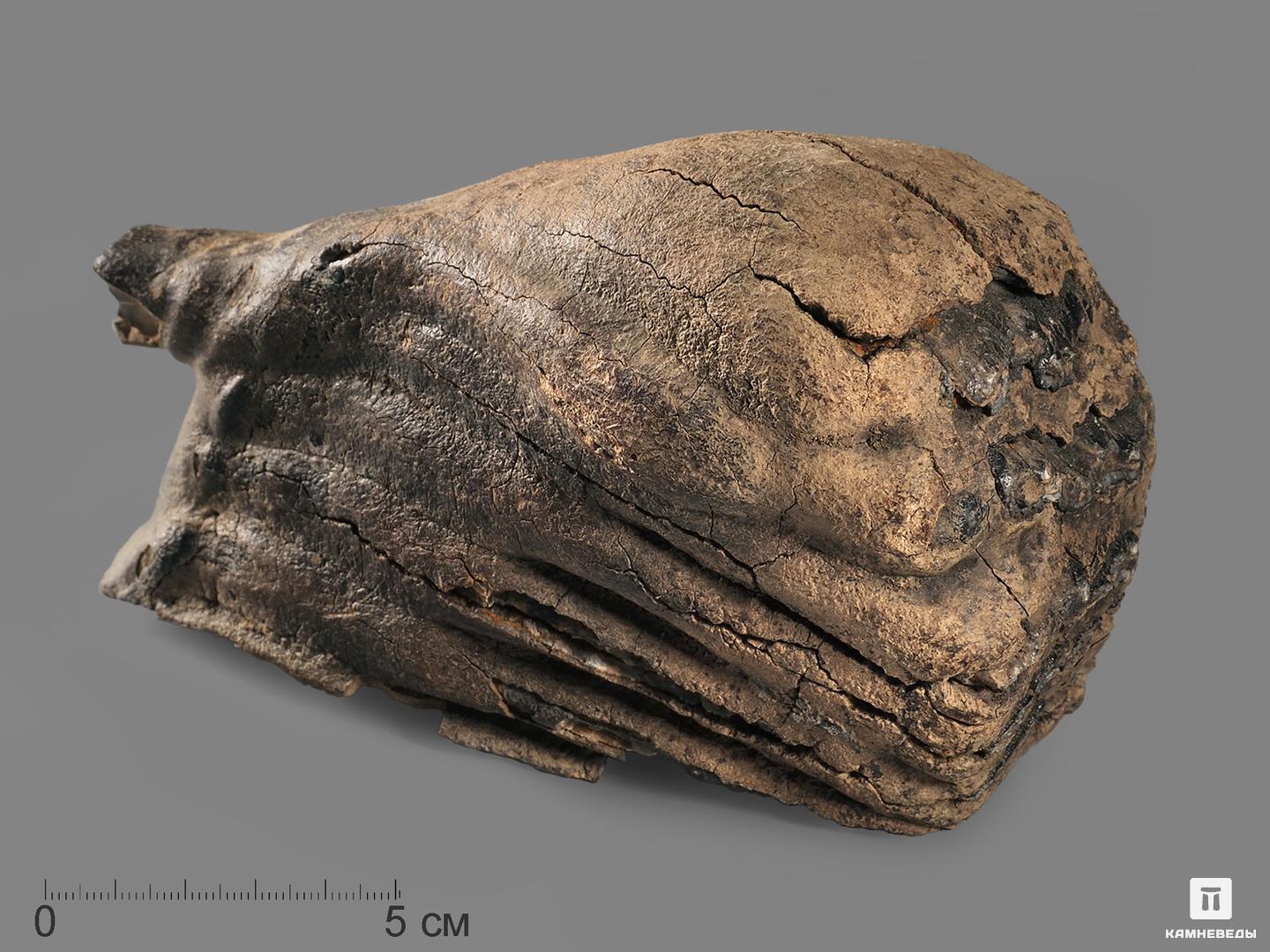 Зуб мамонта, 14,5х8,5х6,5 см бивень шерстистого мамонта mammuthus primigenius
