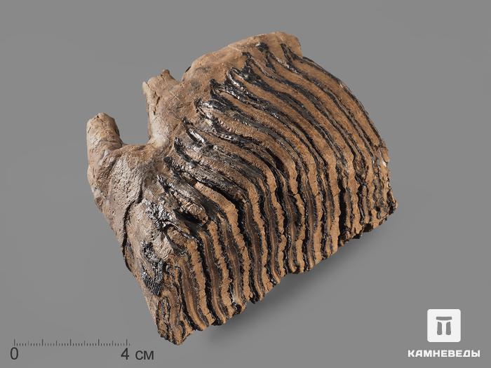 Зуб мамонта, 12,5х11х6,8 см, 20120, фото 1