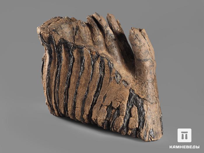 Зуб мамонта, 12,5х11х6,8 см, 20120, фото 2