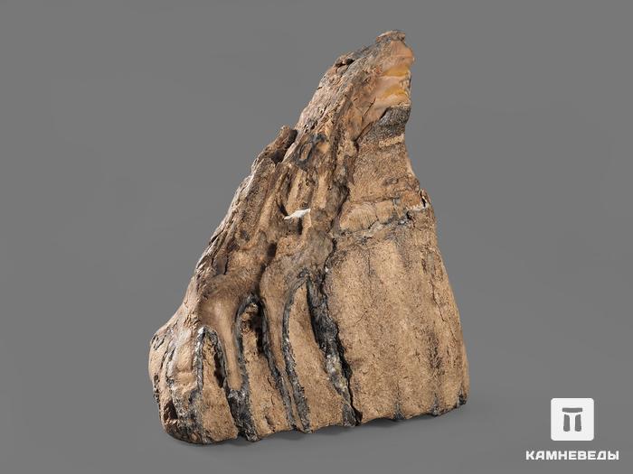 Зуб мамонта, 11,7х11х7,6 см, 20116, фото 2