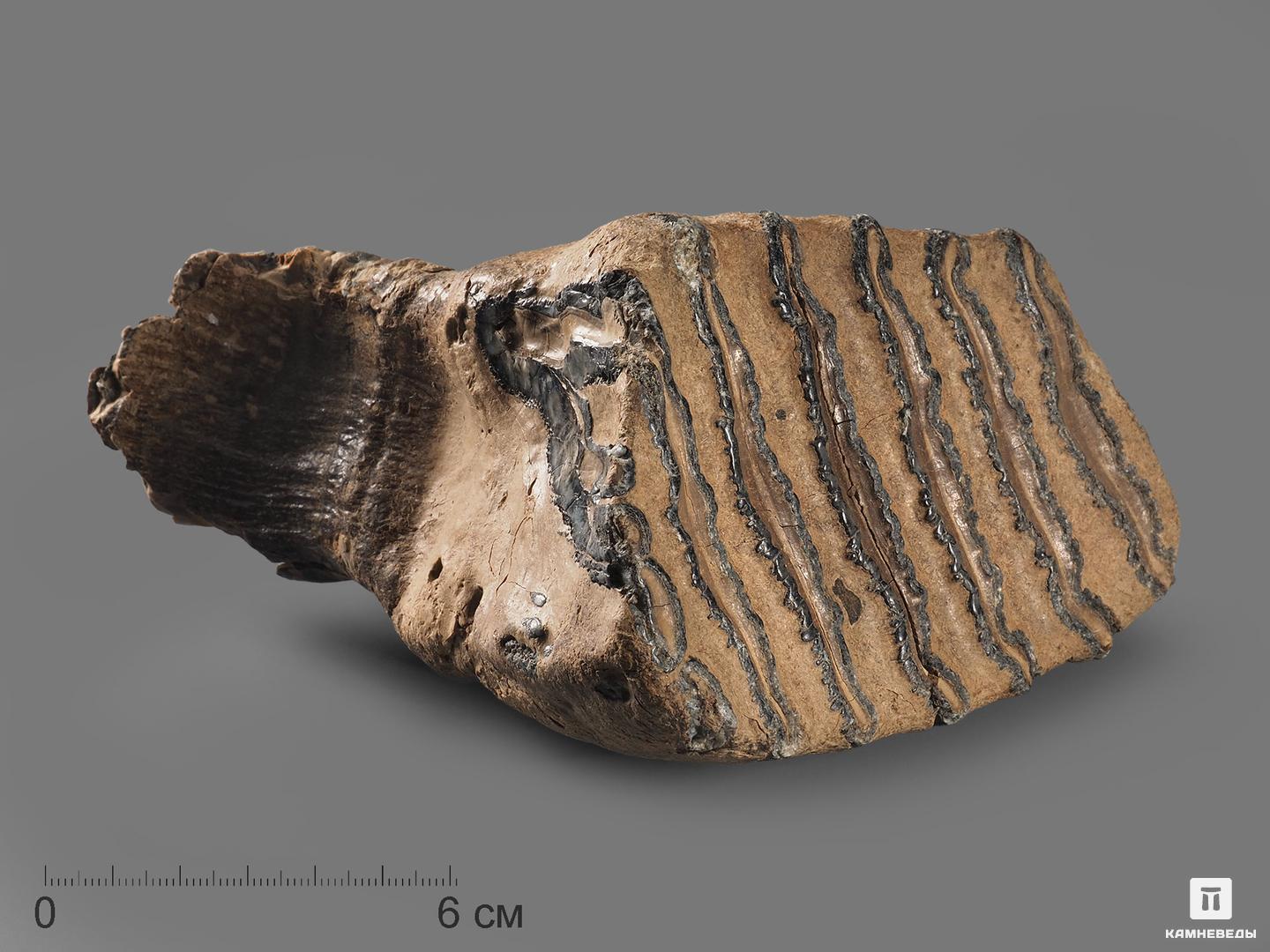 Зуб мамонта, 11,7х11х7,6 см, 20116, фото 1
