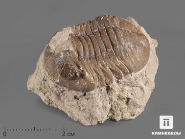 Трилобиты. Трилобит Asaphus sp. в породе, 5,7х4х2,5 см