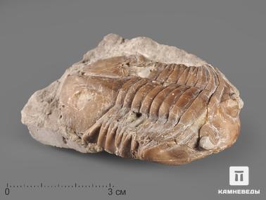 Трилобиты. Трилобит Asaphus sp. на породе, 7х4,3х2,2 см