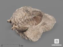 Трилобит Asaphus sp. на породе, 9,7х9,5х4 см