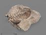 Трилобит Asaphus sp. на породе, 9,7х9,5х4 см, 20159, фото 1