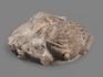 Трилобит Asaphus sp. на породе, 9,7х9,5х4 см, 20159, фото 2