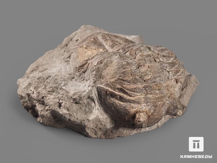 Трилобит Asaphus sp. на породе, 9,7х9,5х4 см, 20159, фото 2