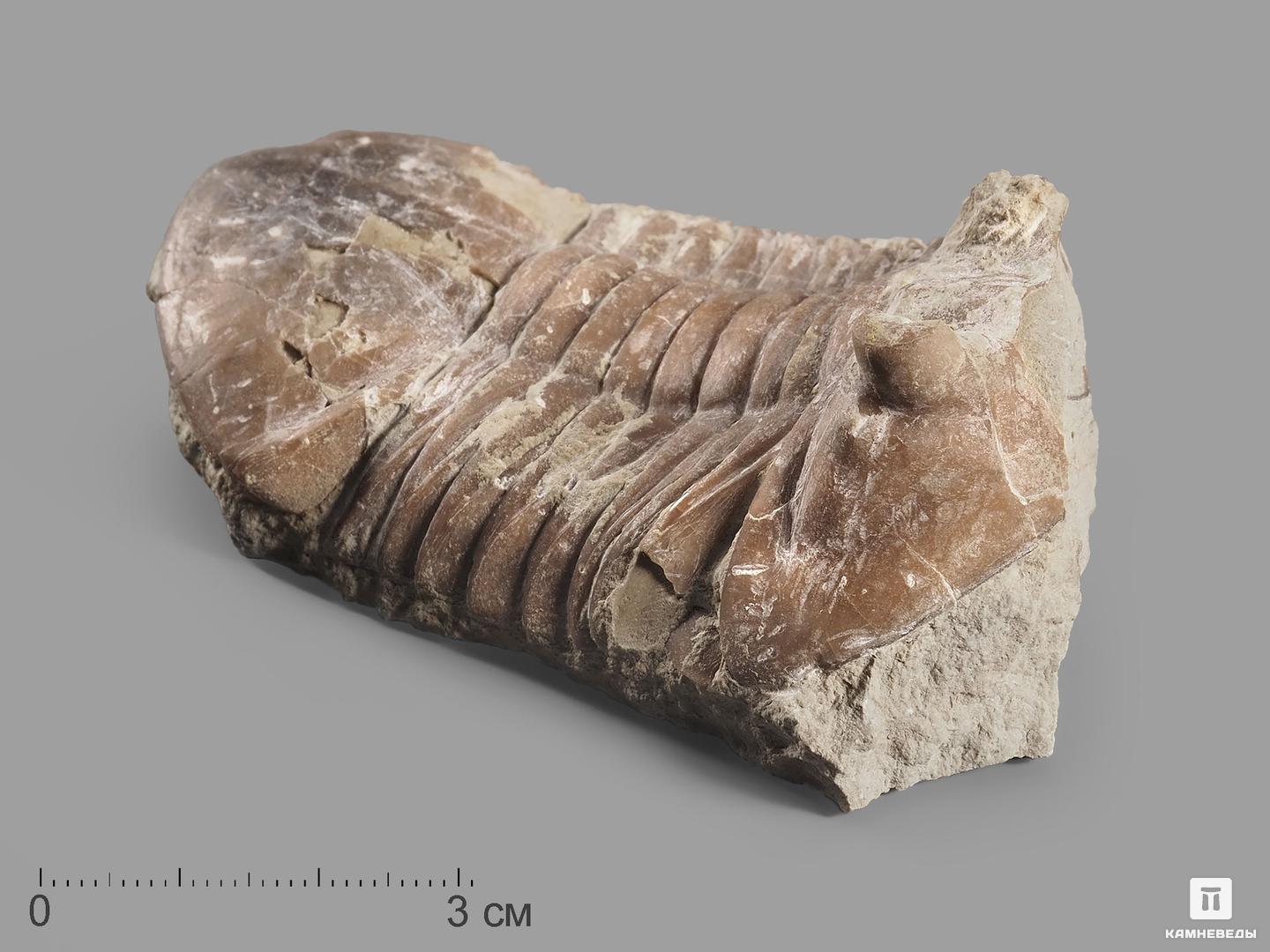 Трилобит Asaphus sp. на породе, 8х5х3 см трилобит paraceraurus exsul