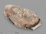Трилобит Asaphus sp. на породе, 8х5х3 см, 20153, фото 3