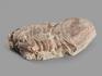 Трилобит Asaphus sp. на породе, 8х5х3 см, 20153, фото 4