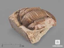 Трилобит Illaenus sp. на породе, 4,8х4х2,6 см