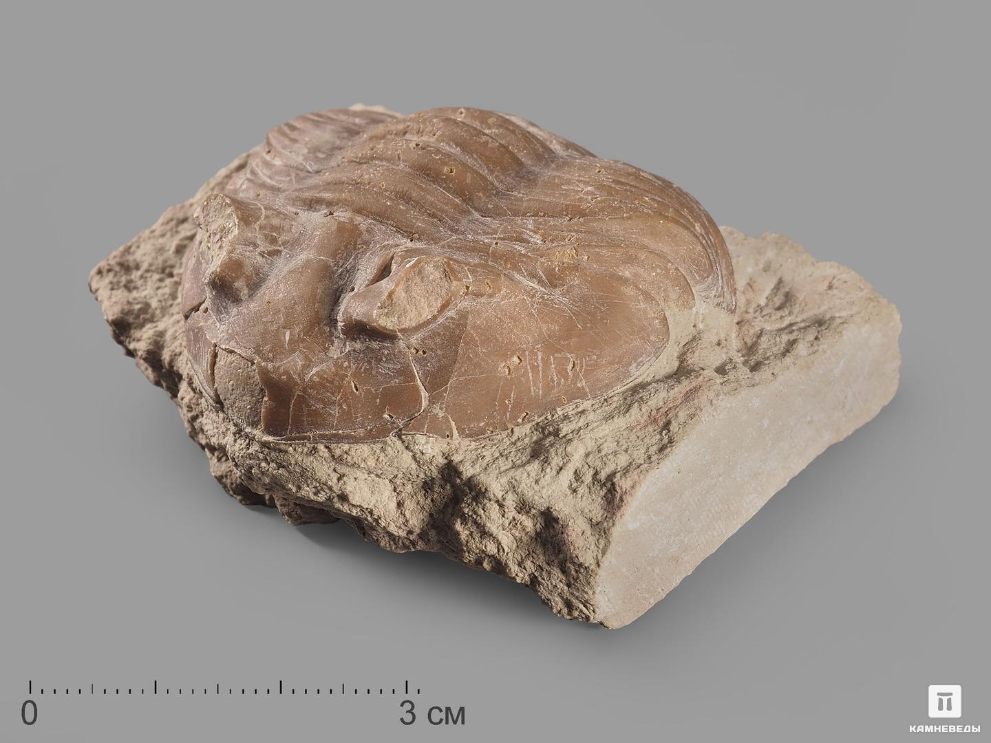 Трилобит Asaphus sp. на породе, 5,5х4,5х2,5 см, 20174, фото 1