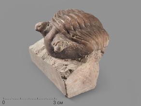 Трилобит Asaphus sp. на породе, 4,2х3,5х3,5 см