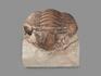 Трилобит Asaphus sp. на породе, 4,2х3,5х3,5 см, 20172, фото 3