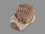 Трилобит Asaphus sp. на породе, 4,2х3,5х3,5 см, 20172, фото 4