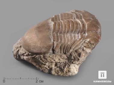 Трилобиты. Трилобит Illaenus sp. на породе, 6х4,7х2,5 см