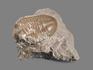 Трилобит Asaphus sp. на породе, 6х4,5х2,5 см, 20134, фото 6