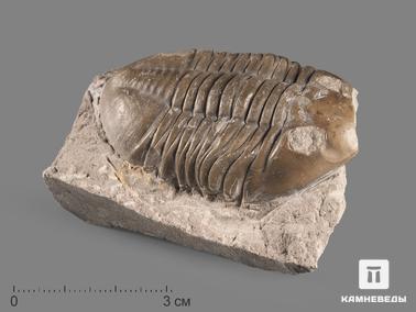 Трилобиты. Трилобит Asaphus sp. на породе, 6,3х4,5х2 см