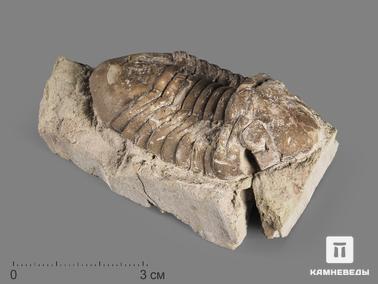 Трилобиты. Трилобит Delphasaphus delphinus на породе, 7,2х4,5х2,3 см