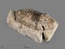 Трилобит Delphasaphus delphinus на породе, 7,2х4,5х2,3 см, 20170, фото 1