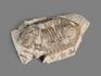 Трилобит Delphasaphus delphinus на породе, 7,2х4,5х2,3 см, 20170, фото 3