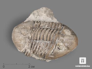 Трилобиты. Трилобит Asaphus sp. на породе, 6х4,5х2 см