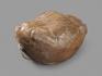 Трилобит Illaenus sp., 5,8х4х4 см, 8-20/52, фото 3
