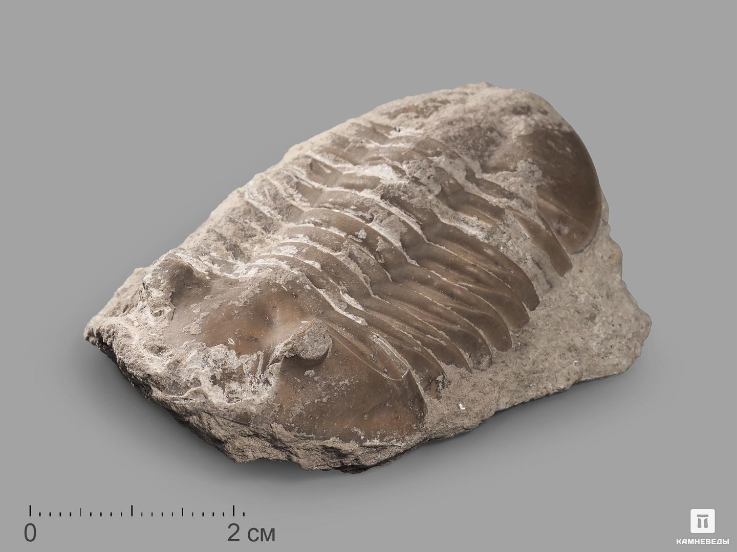 Трилобит Asaphus sp. на породе, 6,8х4,8х2,5 см трилобит paraceraurus exsul