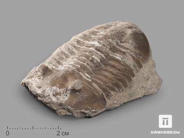 Трилобиты. Трилобит Asaphus sp. на породе, 6,8х4,8х2,5 см