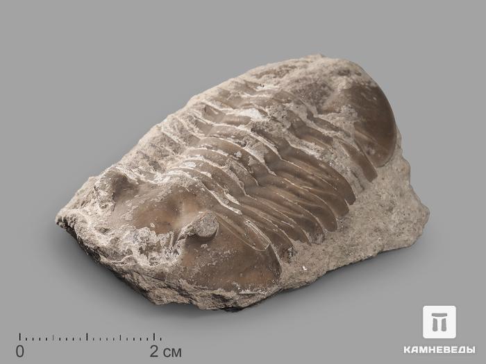 Трилобит Asaphus sp. на породе, 6,8х4,8х2,5 см, 20150, фото 1