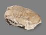 Трилобит Illaenus sp. на породе, 6,5х4,7х3 см, 5715, фото 3