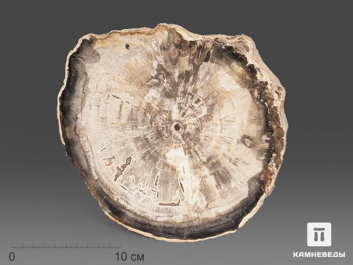 Окаменелое дерево, полированный срез 21х18,5х2,5 см, 20523, фото 2