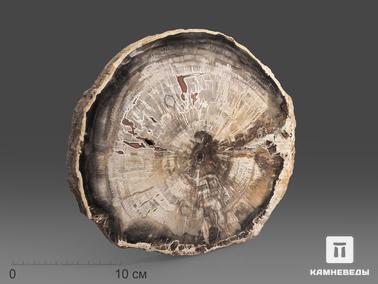 Окаменелое дерево. Окаменелое дерево, полированный срез 21х18,5х2,5 см