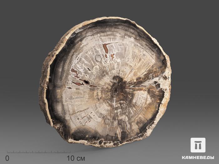 Окаменелое дерево, полированный срез 21х18,5х2,5 см, 20523, фото 1
