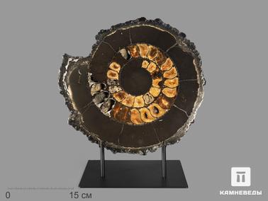 Аммонит. Аммонит пиритизированный, полированный срез 33х30х4,1 см