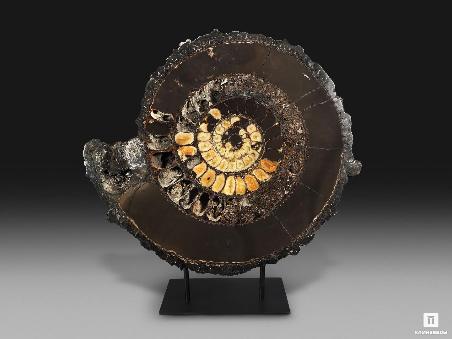 Аммонит, полированный срез (пара), 31х29,5х4 см, 18999, фото 4