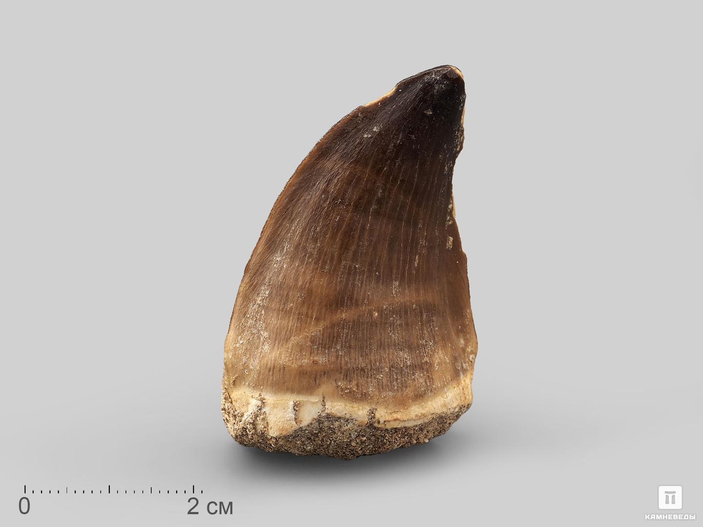 Зуб мозазавра окаменелый (Mosasaurus anceps), 5х3х2,3 см, 20916, фото 1