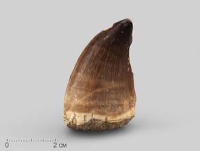Зуб мозазавра окаменелый (Mosasaurus anceps), 5х3х2,3 см