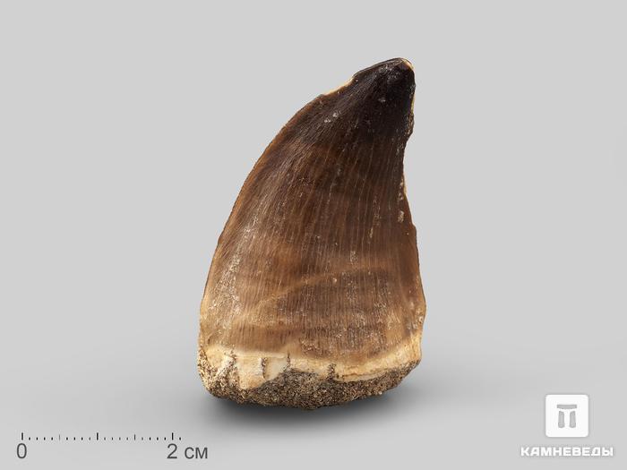 Зуб мозазавра окаменелый (Mosasaurus anceps), 5х3х2,3 см, 20916, фото 1