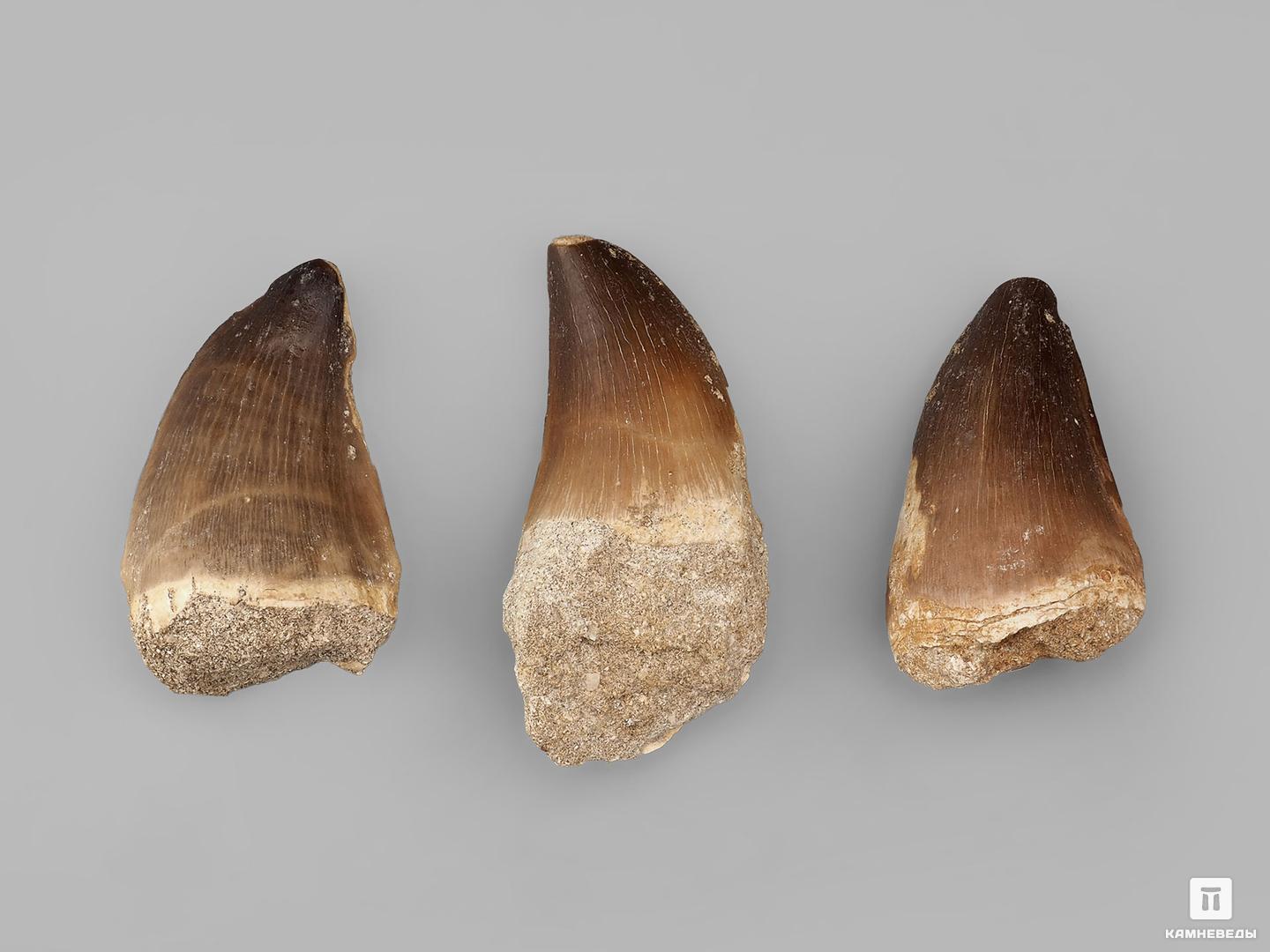 Зуб мозазавра окаменелый (Mosasaurus anceps), 5х3х2,3 см, 20916, фото 2