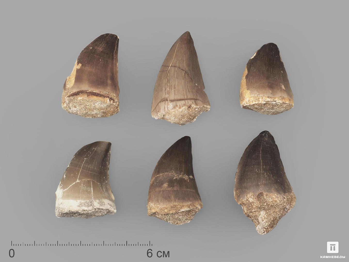 Зуб мозазавра окаменелый (Mosasaurus anceps), 3,5-4,5 см