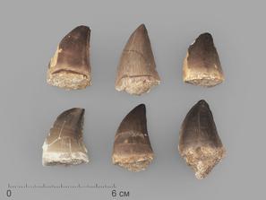 Зуб мозазавра окаменелый (Mosasaurus anceps), 3,5-4,5 см