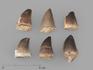 Зуб мозазавра окаменелый (Mosasaurus anceps), 3,5-4,5 см, 8-6/5, фото 1