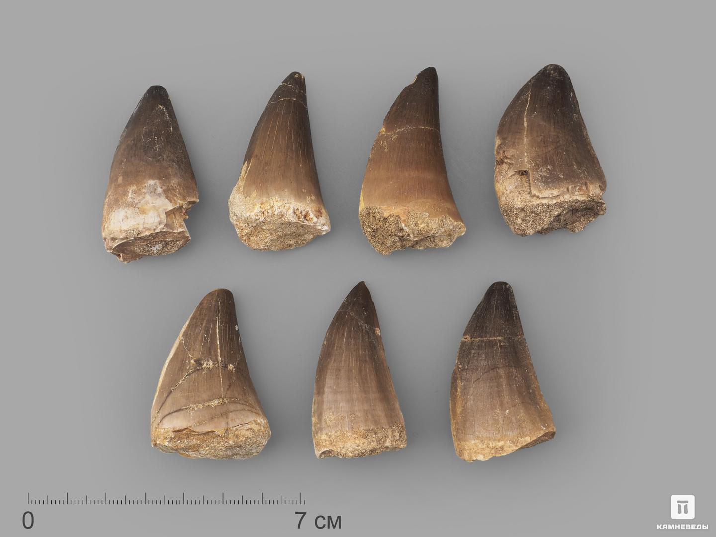 Зуб мозазавра окаменелый (Mosasaurus anceps), 4,5-5 см