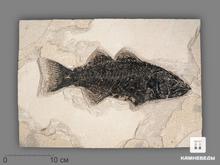 Рыба Mioplosus labracoides, 35,5х26х1,8 см