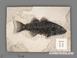 Рыба Mioplosus labracoides, 35,5х26х1,8 см, 21013, фото 1