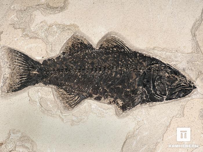 Рыба Mioplosus labracoides, 35,5х26х1,8 см, 21013, фото 5
