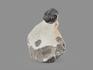 Трилобит Gerastos sp. 5х3х3 см, 20817, фото 3