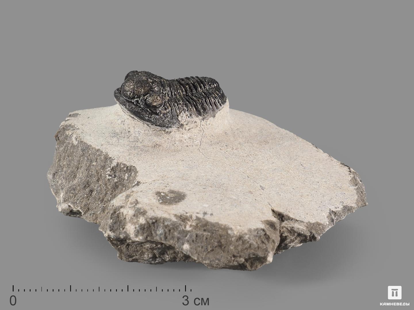 Трилобит Gerastos sp. 5х4,5х3 см трилобит paraceraurus exsul